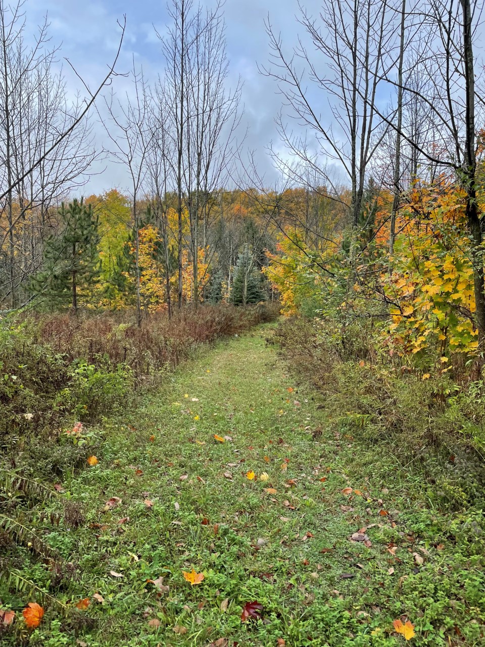Photo of a trail taken on a Hart House Wellness Walk.