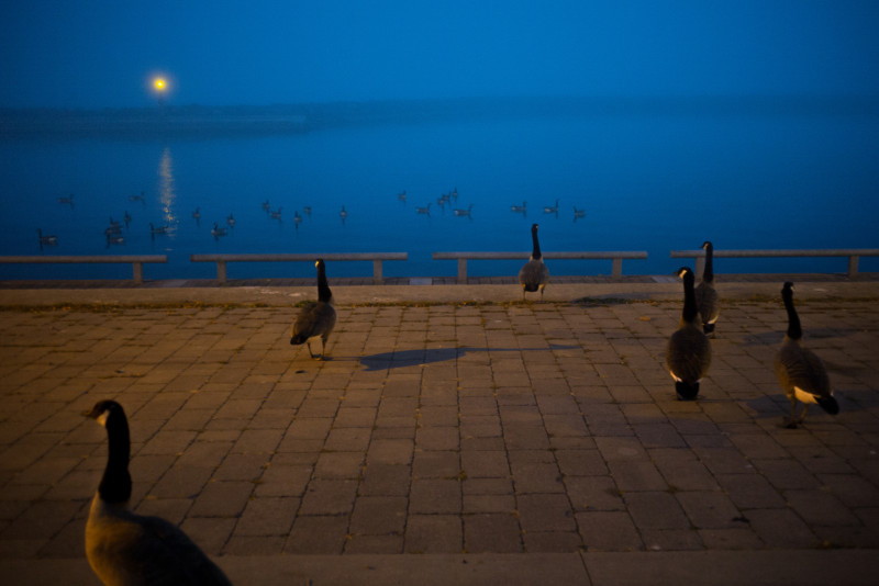 A view of a foggy lakeshore with a flock of birds on the sidewalk and in the water.
